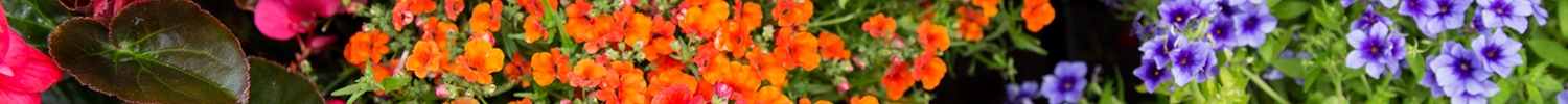 floral background
